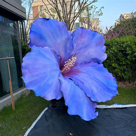 Large hibiscus