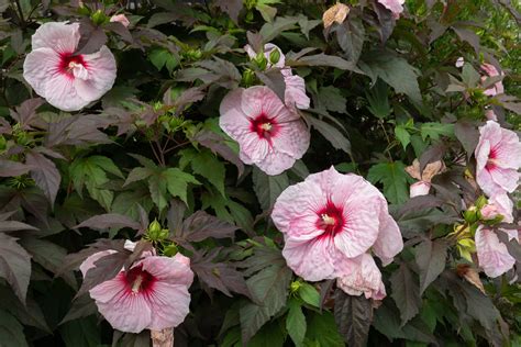 Small hibiscus